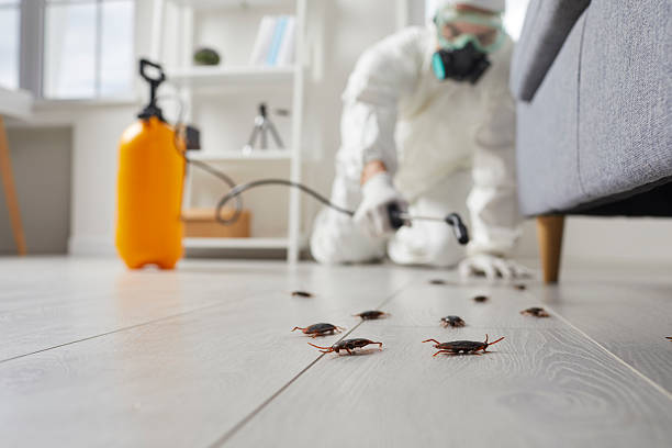 Post-Treatment Bed Bug Interceptor Monitoring in Chilton